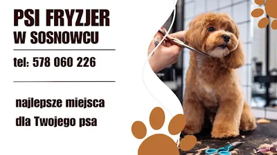 Psi Fryzjer Hau Hau Look Sosnowiec Szkolenia groomerskie